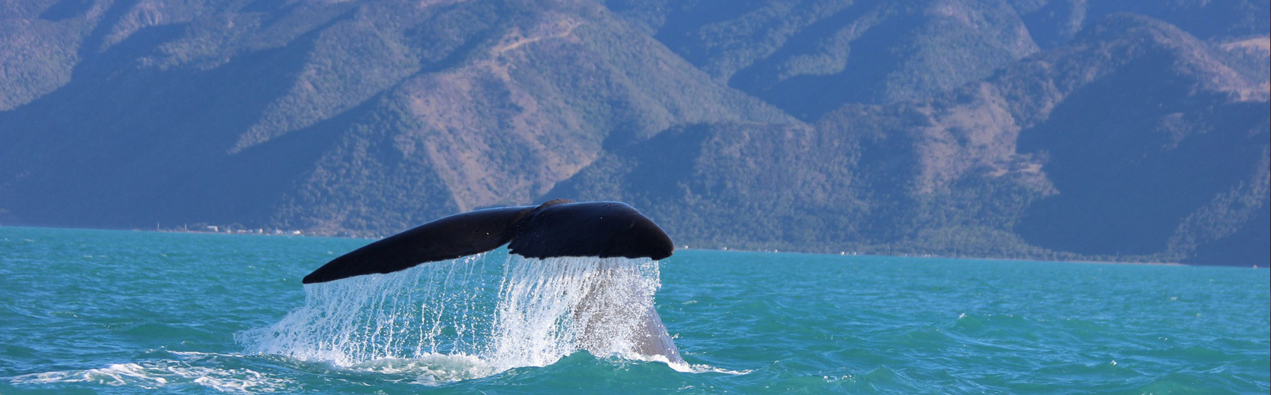 新西兰观鲸