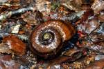 Powelliphanta巨型地蜗牛